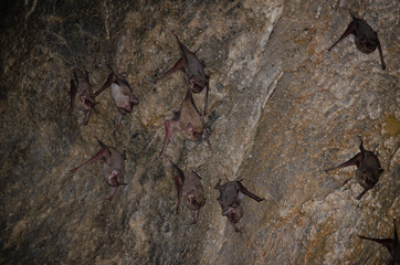 bat is mammal and call 