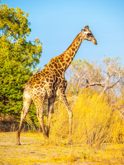 Giraffe in natural habitat of wild savannah.