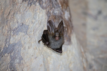 bat is mammal and call 