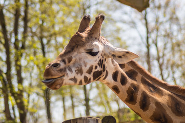 Head of a giraffe with blue tongue out in an animal park