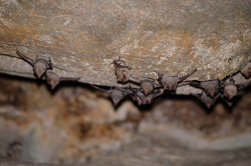 bat is mammal and call 