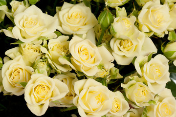 white roses texture