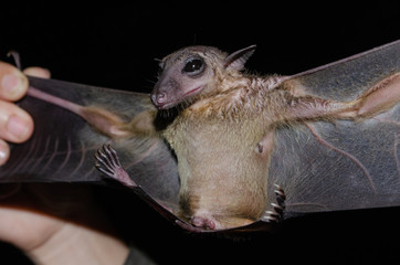 bat is mammal and call "vampire"