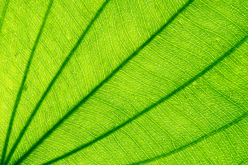 Closeup image of natural leaf pattern background