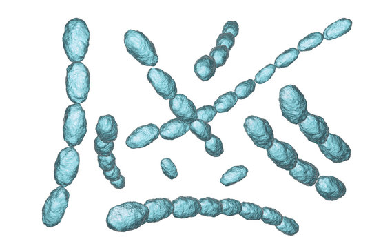 Haemophilus ducreyi bacteria, 3D illustration. Gram-negative coccobacillus, which causes the sexually transmitted disease chancroid, a genital ulcer