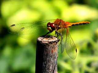 dragonfly