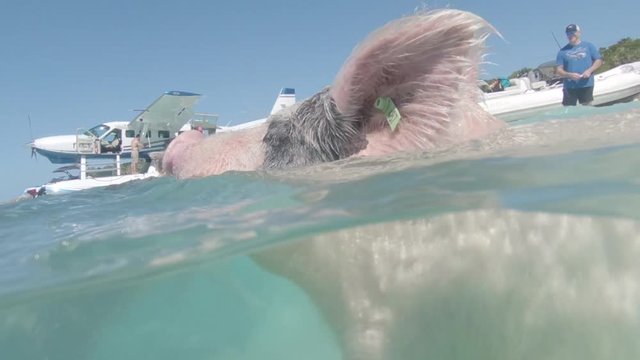 Two pigs play underwater next to water plane in Caribbean Sea. Shot above and below water on waterproof GoPro action camera.