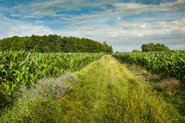 Fototapeta na wymiar Road overgrown with grass through a corn field