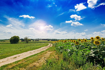 Fototapeta na wymiar Summer field against the blue sky. Beautiful landscape.