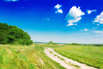 Summer field against the blue sky. Beautiful landscape.