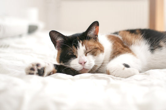 Chat Qui Dort Images Parcourir Le Catalogue De Photos Vecteurs Et Videos Adobe Stock