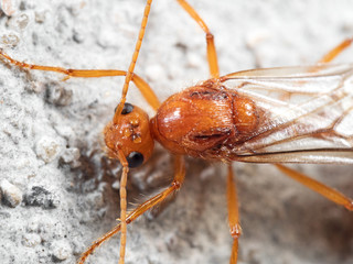 Macro Photo of Head of Orange Insect with Three Ocelli Isolated on White Floor