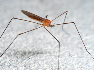 Macro Photo of Orange Crane Fly on White Floor, Selective Focus on Head