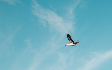 sky bird flying blue stork