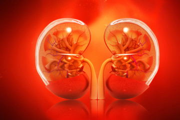 Human kidney cross section on scientific background