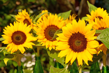 Obraz premium Gelbe Sonnenblumen Vasen