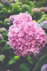 hydrangeas flowering plants nature backdrops