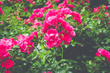 rose bush in bloom - flowering nature backdrops
