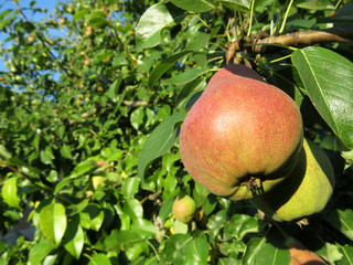 Ripe pears on a tree branch, close-up. Pear tree in the summer orchard