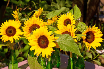 Gelbe Sonnenblumen Vasen