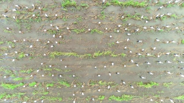 4K resolution : Anastomus oscitans, flock of birds feeding in rice field. Aerial view from flying drone.