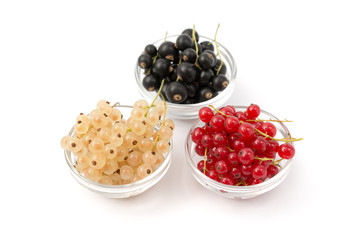 Johannisbeeren - weiß, schwarz, rot