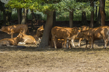 Naklejka na ściany i meble Brown Cow walking on the green meadow in the Eifel landscape