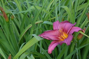 Purple lily in green grass before the rain