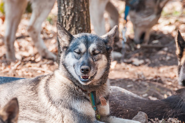 Several dogs waiting before the sleddog race