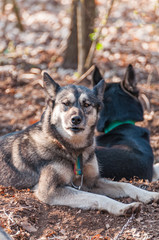 Several dogs waiting before the sleddog race