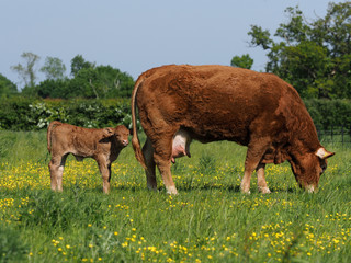 Cow and Calf