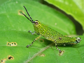 Macro Photo of Spotted Grasshopper on Green Leaf