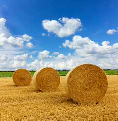 Yellow golden straw bales of hay in the stubble field, agricultural field under a blue sky with...