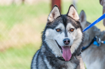 Portrait of a malamute dog on a leash