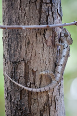 Kameleon Madagaskar © Magdalena