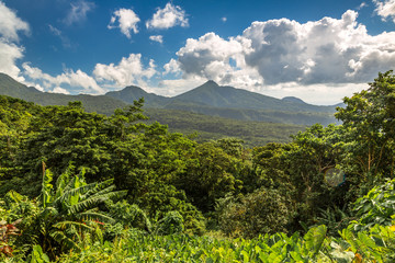Lush green outdoors in Dominica, Caribbean - obrazy, fototapety, plakaty