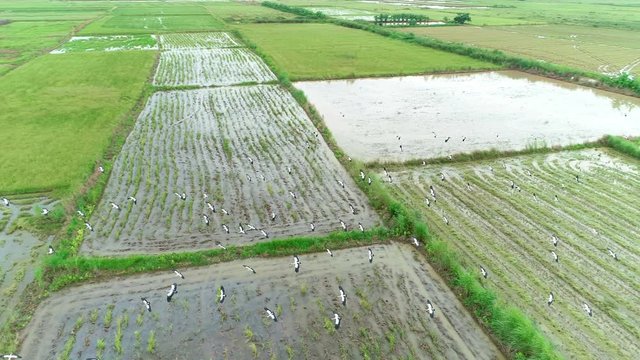 4K resolution : Anastomus oscitans, flock of birds feeding in rice field. Aerial view from flying drone.