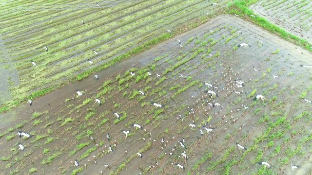 4K resolution : Anastomus oscitans, flock of birds feeding in rice field. Aerial view from flying drone.