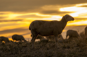 sheep, country, sunset, backlight