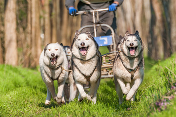 Sleddogs racing in a green environment