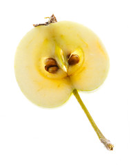half apple isolated on a white background