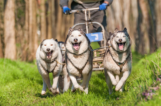 Sleddogs racing in a green environment
