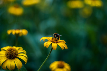 nature of ukraine background texture flower yellow