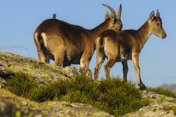 Ibex, spain, male, female, puppies