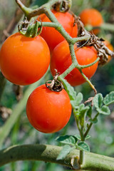 A branch of ripe red and juicy cherry tomatoes in the garden