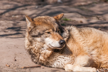 Naklejka na ściany i meble Lazy wolf resting in the zoo