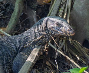 Giant lizard hiding in beneath a tree