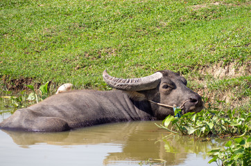 Fototapeta premium Buffalo hiding from a summer heat in a dirty pool