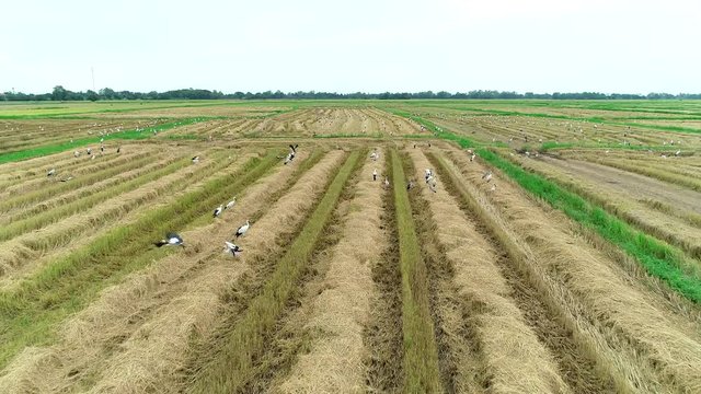4K resolution : Anastomus oscitans, flock of birds feeding in rice field. Aerial view from flying drone.