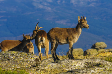 Ibex, spain, male, female, puppies